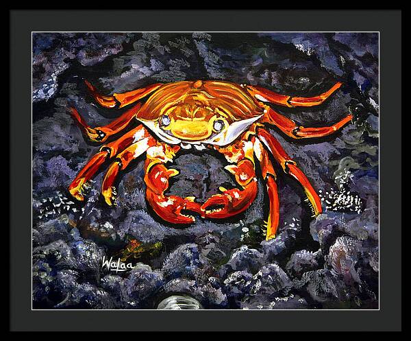 Crab's Bold Hold - Framed Print