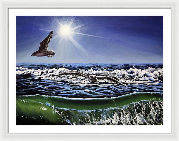 Seagull Freedom - Framed Print